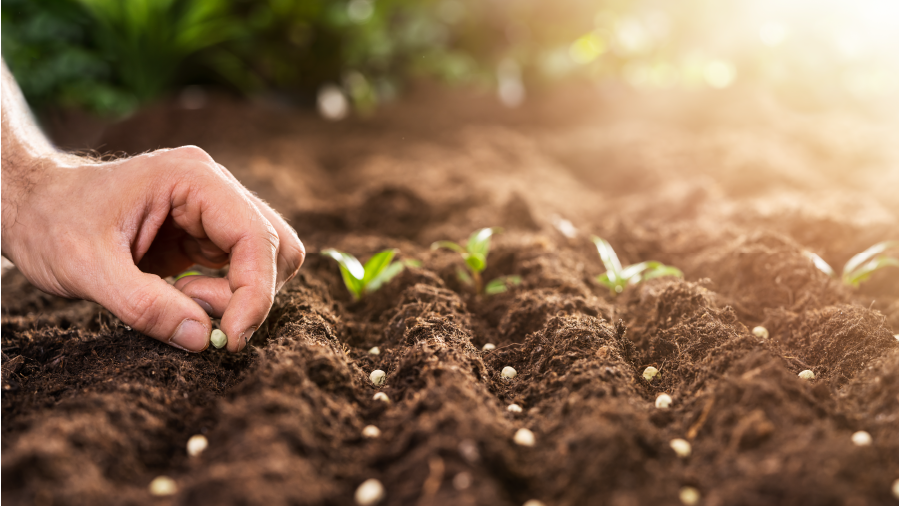 Yağış bekleyen çitçiler için ekim önerileri
