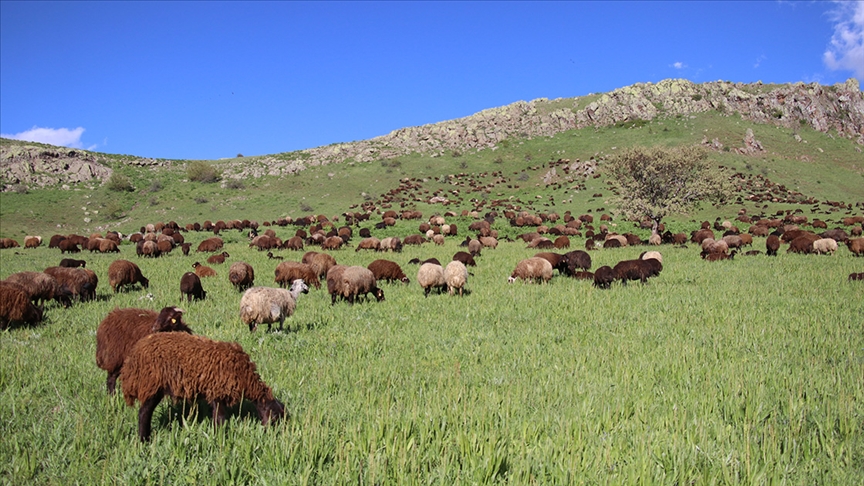 Kurban Bayramı ne zaman başlıyor?