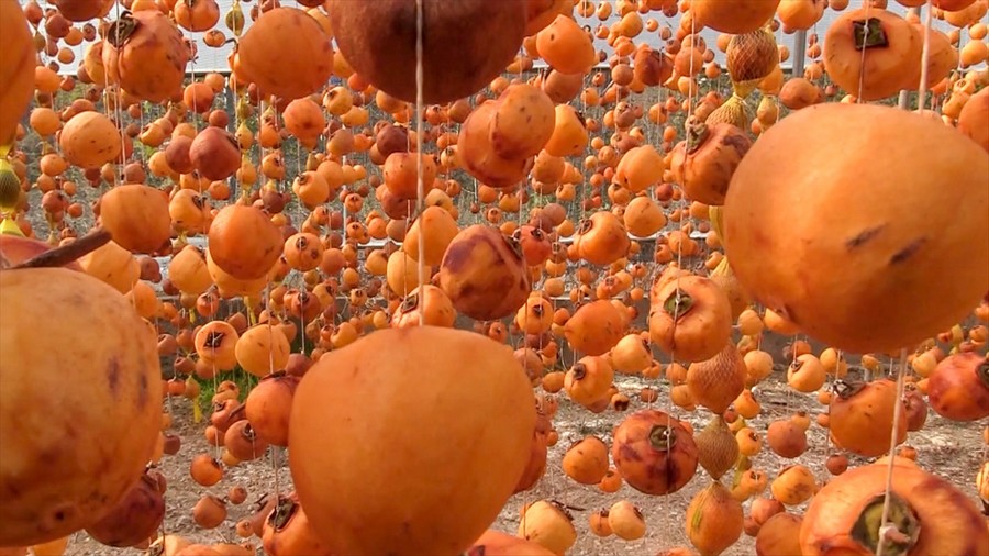 Bilecik'te cennet hurması kurutularak pazara sunuluyor