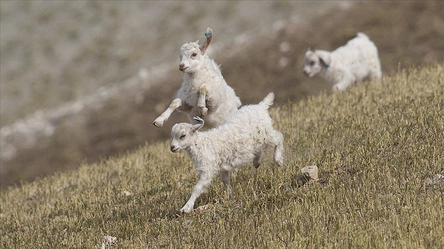 Ankara tiftik keçisinin oğlakları merayla buluştu