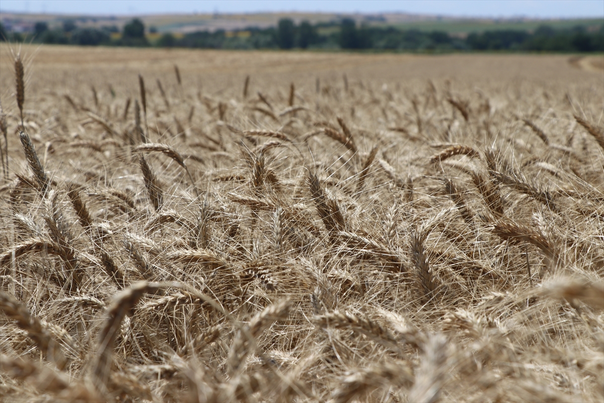 Konya'da bereketli hasat sezonu 