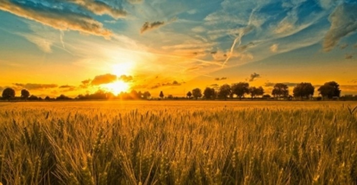 Hazine arazileri çiftçilere kiralanıyor