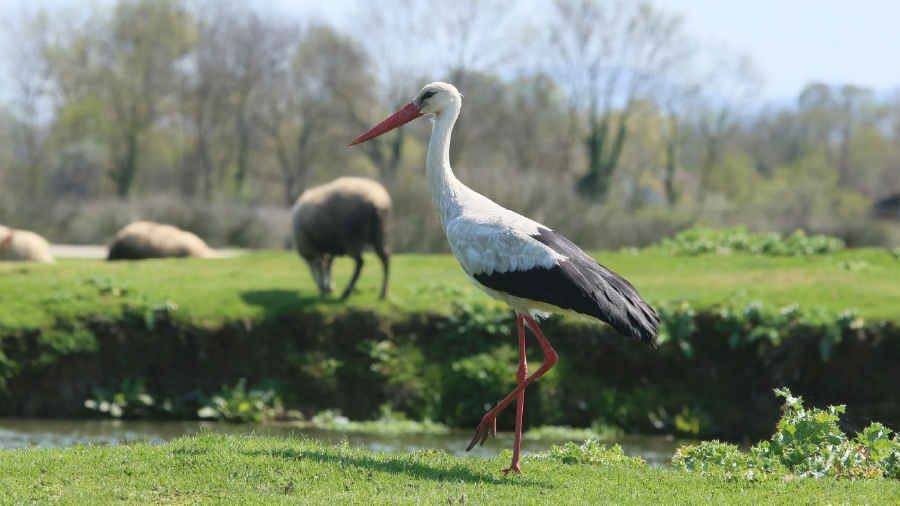 Kızılırmak Deltası’nda kuşlara ilk yardım desteği