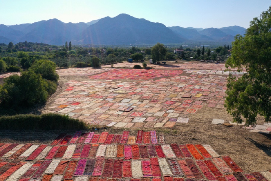 Tarlalar halı açtı!